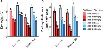 The impact of chromium toxicity on the yield and quality of rice grains produced under ambient and elevated levels of CO2